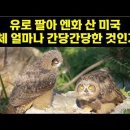 유로 팔아 엔화 산 미국. 대체 얼마나 간당간당한 것인가? 이미지