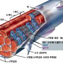 근육을 제대로 알고 공략하자 이미지