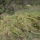 고령농장 이미지