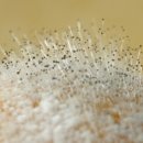 펑거스Fungus 이미지
