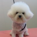 블레스펫 살롱 이미지