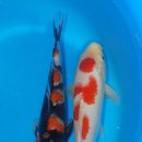 홍백농장 이미지