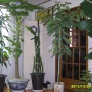 몽키바나나 이미지