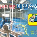 해남뻘낙지 이미지