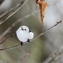 화
