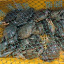 부경신항수협사우나 | 부경신항수협 수산물활어회센터 광어 회포장 후기