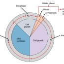 세포주기- 간기 The cell cycle... interphase 이미지