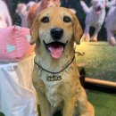 고려 애견 미용실 이미지