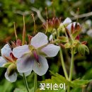 꽃쥐손이(변종호 고문님 사진 제공) 이미지