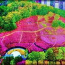군포철쭉 이미지