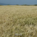 바람부는섬 이미지
