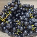 본리치 | [오늘과일]블랙리치포도 솔직후기 집에서 먹어본 리얼리뷰