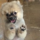 왈왈애견미용샵 이미지