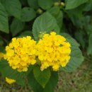 나무향기펜션 이미지