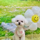 그루멍(groomung) 이미지