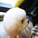 부르주화 펫 이미지