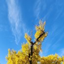 왕소나무집 | 도동서원 (道東書院)