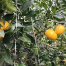 손병곤 농장 이미지