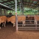 보기축산 이미지