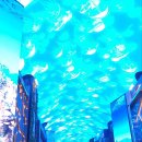 돌고래리조트 이미지