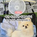 곤충나라 사과테마파크 오토캠핑장 | 경북 예천 애견동반 캠핑 | 곤충나라 사과테마파크 개별울타리
