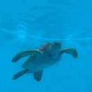 거북이약국 | 미야코지마에선 운이 안 좋아도 거북이를 볼 수 있어