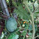 하늘타리 이미지