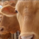 조은한우농장 이미지