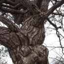 한실약수터 | 백두대간산행기 3차 이화령~지름티재(남진)