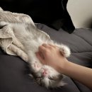 부산고양이분양 그린캣 이미지