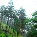 소나무숲 이미지