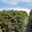 마리네 농장 이미지