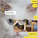 아비엥또 이미지