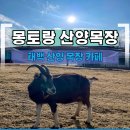강원도 태백 아이랑 가볼만한 곳 몽토랑산양목장 카페 후기