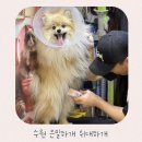 깔꼼 애견미용실 | 세류동애견미용 수원 은밀하개 위대하개에서 위생목욕 후기