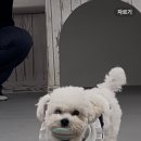 어울리개 이미지