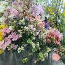 제니스온누리약국 | 일산/탄현 플라워샵:: 망고튤립 꽃 선물 가능한&#34;제이프릴 플라워샵&#34;