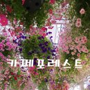 가드닝카페온실 | 노원 카페 포레스트 후기｜천장 가득 페튜니아가 핀 온실 카페