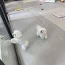 미넨떼 이미지