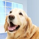 한동물병원(출장진료동물병원) 이미지