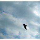 부산갈메기 이미지