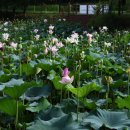 나무고아원 이미지