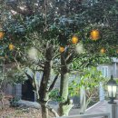 메이플트리레스토랑 이미지