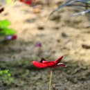 아산 세계 꽃 식물원 (꽃..그렇게 좋아?^^♡) 이미지