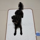 투인방 | 내돈내산 강아지 여름맞이 냉감패드 투인플레이스 한달사용 솔직후기