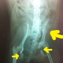 애경동물병원 이미지