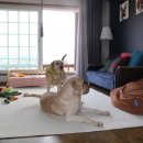 행복한세탁 이미지