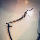 O. K 카센타 이미지