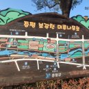 보강천 미루나무숲 | 증평 보강천 미루나무숲 증평 여행 나들이 명소 (2025년 11월)