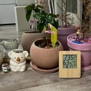 뽑앗쿠마 이미지